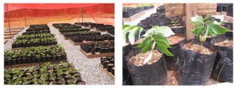 Photos provided by Equinox Minerals, Ltd. Zambia